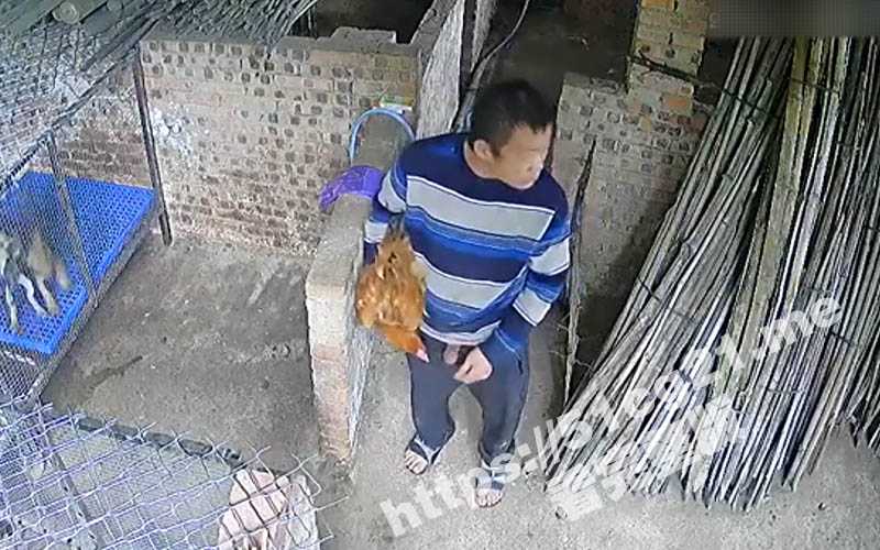 真正诠释了什么是鸡飞狗跳！变态男子抱起鸡跑到狗的面前操 狗狗被吓得在笼子乱窜！-51吃瓜网
