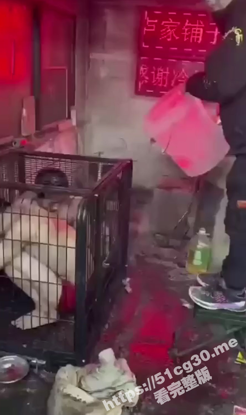 人为财死鸟为食亡！直播把人关到铁笼里泼上水再电击 疼痛喊叫声越大 大哥礼物刷的就越多 - 51吃瓜网-51吃瓜网