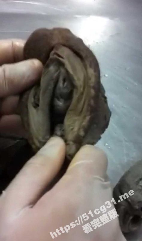 猎奇吃瓜！佛家法器 从女性身体上割下来制作而成的肉莲花法器 用于佛教的祭拜活动-51吃瓜网