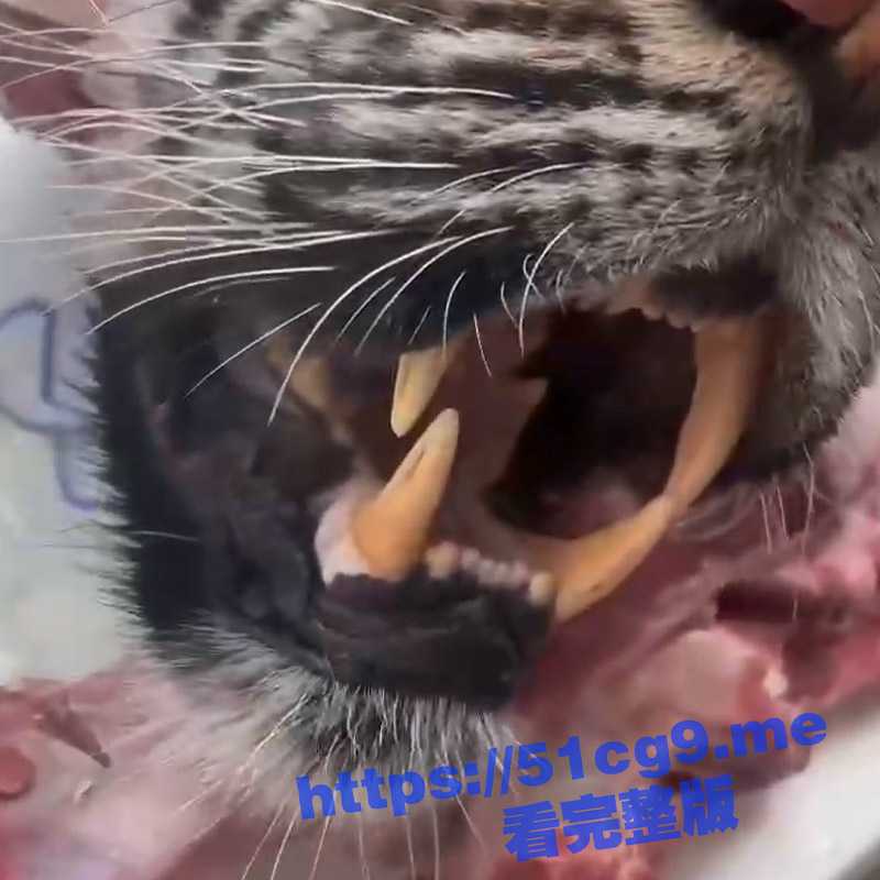 屠杀保护动物老虎 ！ 几名男子在农村屠杀老虎分解肉块 这被抓到得判多少年 喜提一双银手镯 太刑了-51吃瓜网