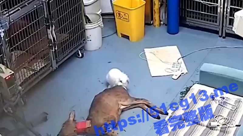 宠物医院 正在被救治的狍子 竟然被兔子侵犯了-51吃瓜网
