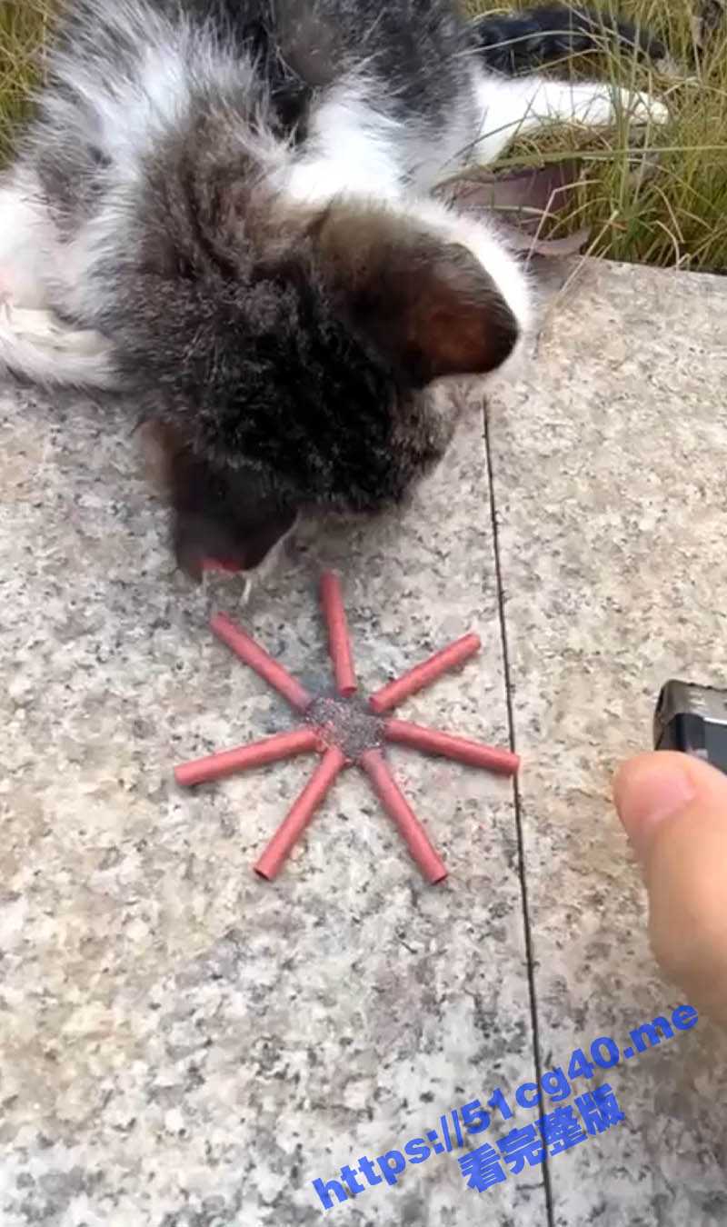 虐猫!拿炮仗炸喵咪玩弄取乐 猫咪的脖子被炸出一个血洞 好可怜的小猫咪 - 51吃瓜网-51吃瓜网
