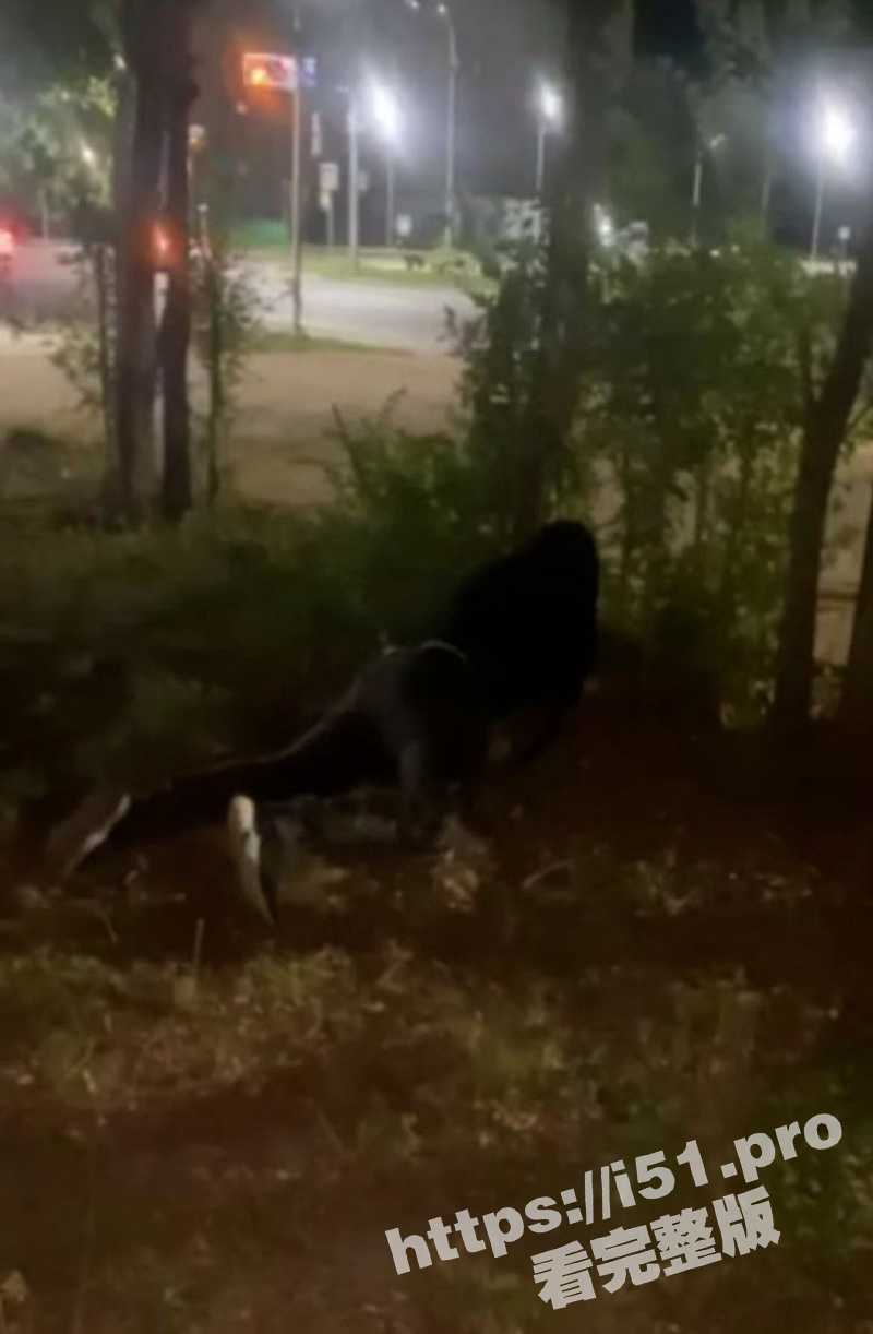 乌克兰一男子深夜买醉 竟在路边草丛旁强奸母狗 事后狗子的表情很绝望啊！ - 51吃瓜网-51吃瓜网