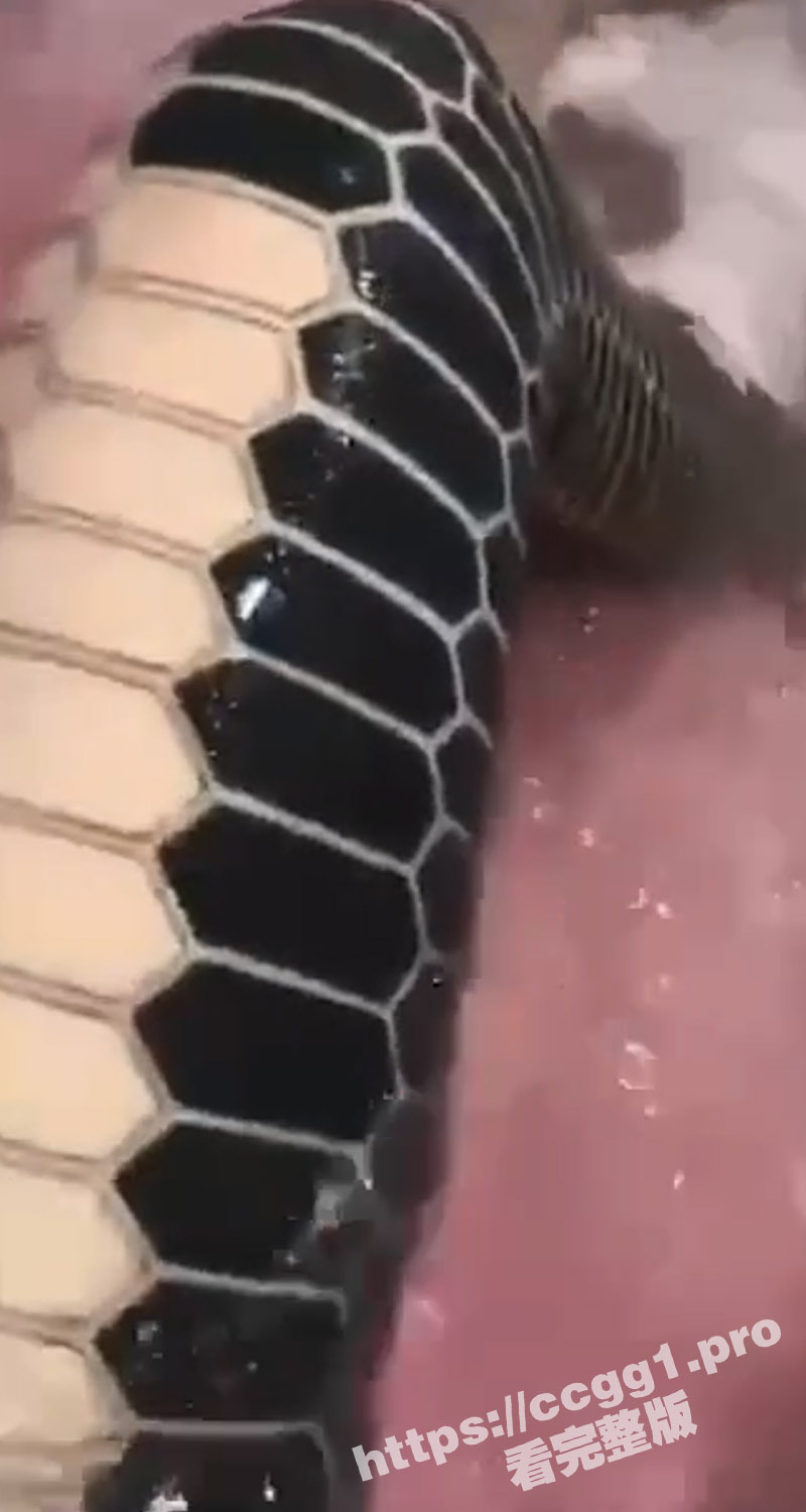 吃瓜猎奇!蛇皮纹身 这谁能硬得起来啊 看得我鸡儿都阳痿了 虽然看不懂 但我大受震撼 - 51吃瓜网-51吃瓜网