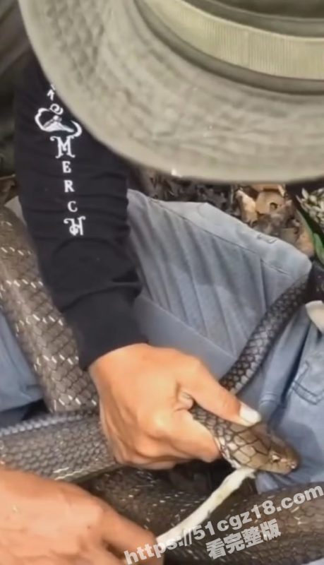 巴西原始雨林 男子被眼镜蛇咬到鸡巴不撒口 当场失禁漏尿 这是真的看的都疼！-51吃瓜网