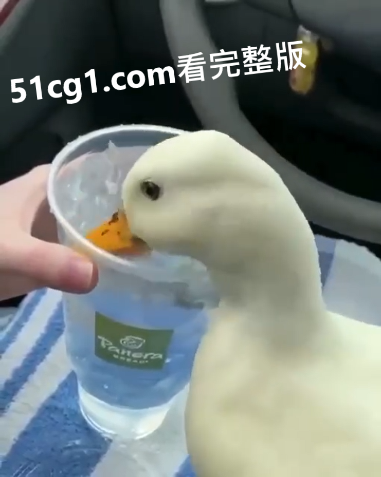 夏日冰爽鸭 - 51吃瓜网-51吃瓜网