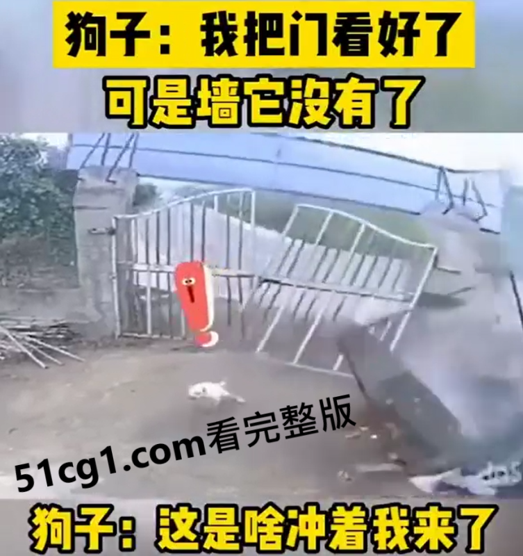 #狗子 #车祸  看门行，墙看不住啊-51吃瓜网