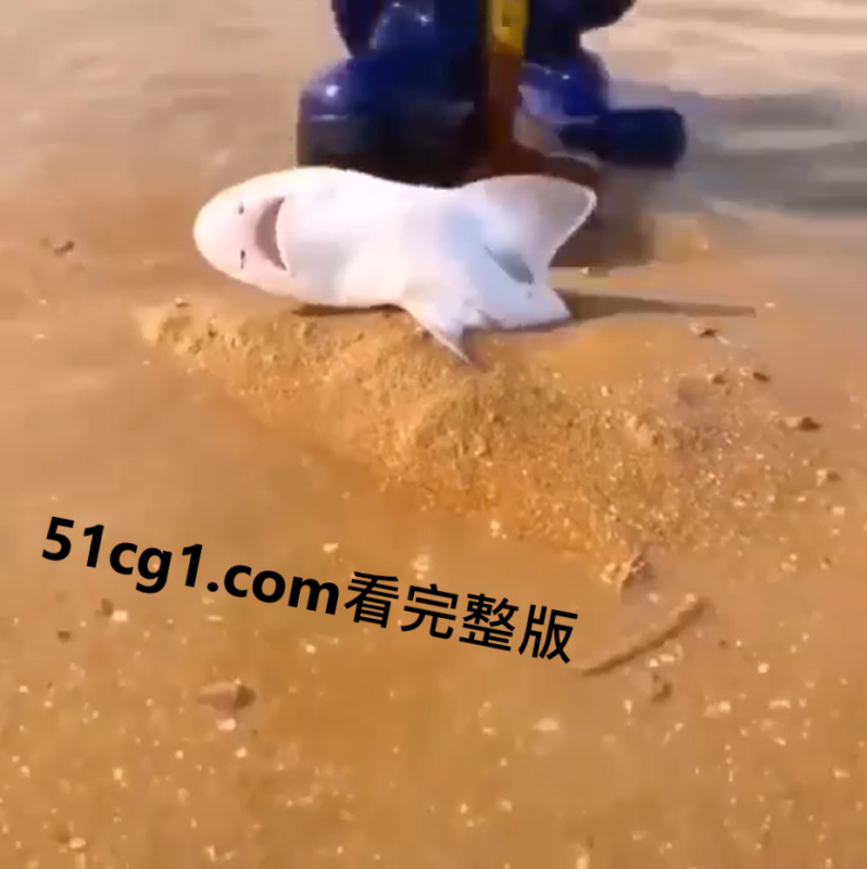 小 #鲨鱼 卡在沙子里 好心人救了她-51吃瓜网
