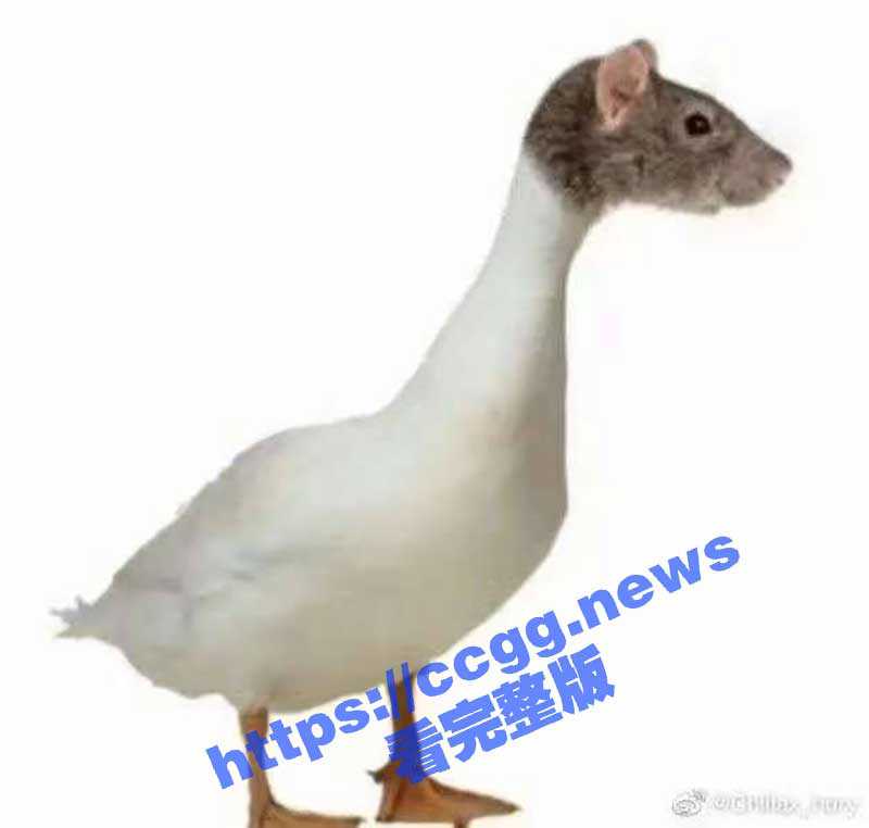 指鼠为鸭  通报称江西工业职业技术学院学校食堂异物竟为鸭脖  咕咕鸟事件同一学校-51吃瓜网