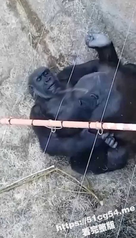 活久见系列 大猩猩操逼啦！第一次近距离看见大猩猩操逼 用的还是中出姿势！仿佛就是人一样！-51吃瓜网