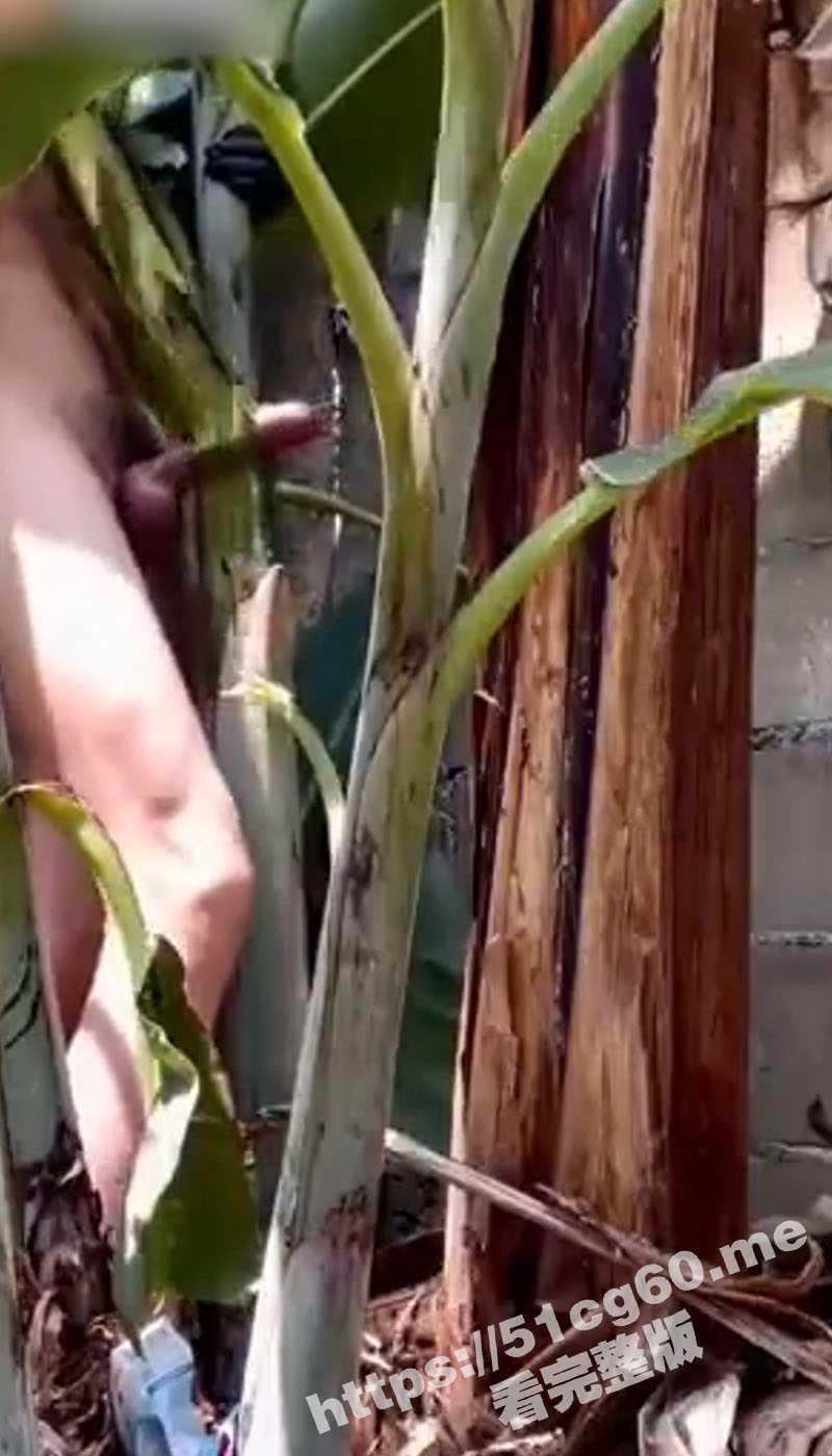 这又是谁的猛将？不操排气管改操芭蕉树了 硬生生把芭蕉树日穿日断了 大屌的威力果然非同一般呐 - 51吃瓜网-51吃瓜网