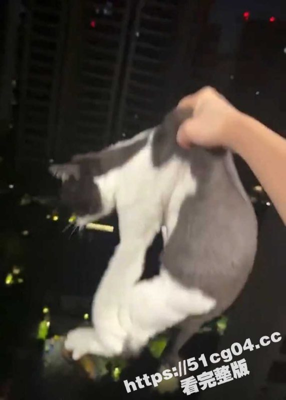 武汉大学两女生合租 因为吵架 付某某 把两只猫从十几层高楼窗户扔下泄愤 太歹毒了！-51吃瓜网