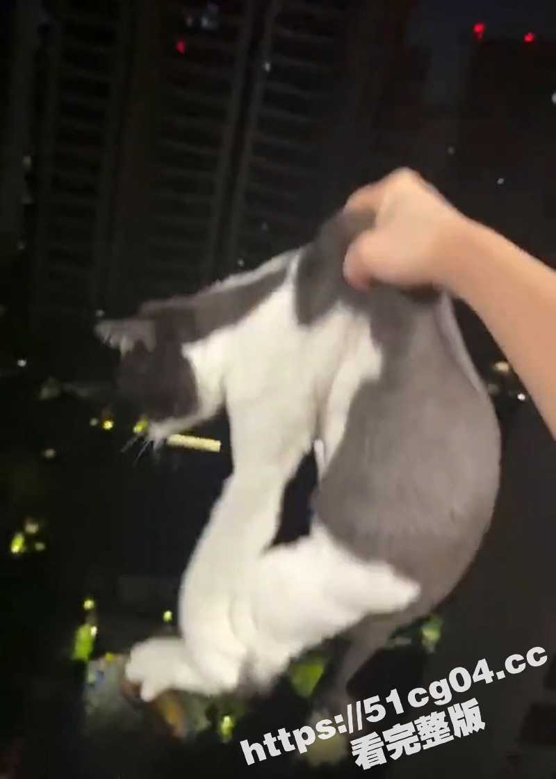 武汉大学两女生合租 因为吵架 付某某 把两只猫从十几层高楼窗户扔下泄愤 太歹毒了! - 51吃瓜网-51吃瓜网