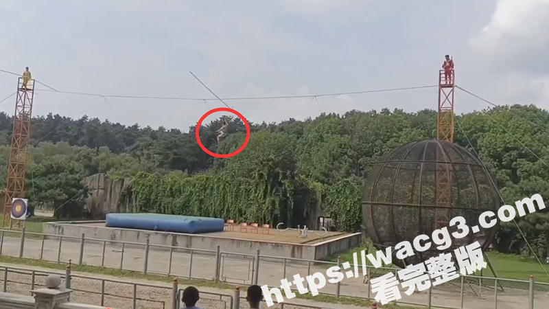 吉林长春东北虎园杂技演员走钢丝高空表演时失足不慎高空坠落 生死不明!-51吃瓜网