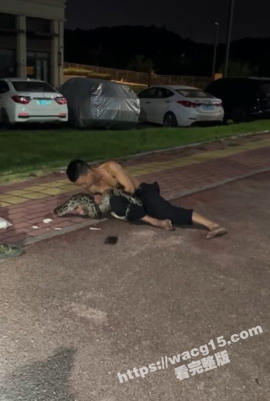 广东惠州一男子醉酒后躺在路边挑逗蟒蛇惨遭袭击缠绕！果然喝酒能壮胆 上一个敢这么玩蛇的还是许仙！-51吃瓜网