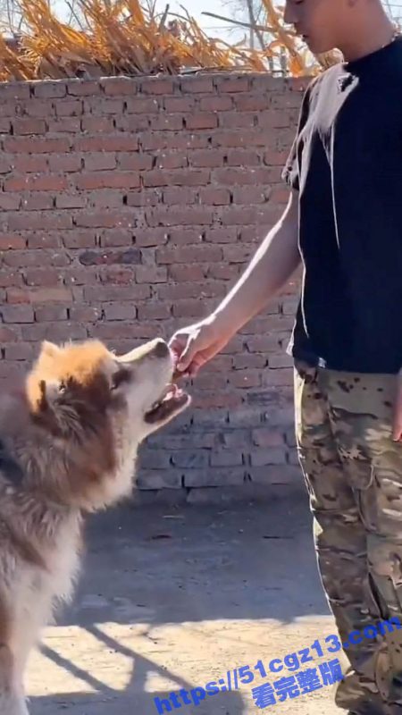抖音千万粉丝的训狗主播 潘宏 直播给狗洗澡致死 残忍细节曝光 训犬师一夜之间变成虐狗狂人！-51吃瓜网