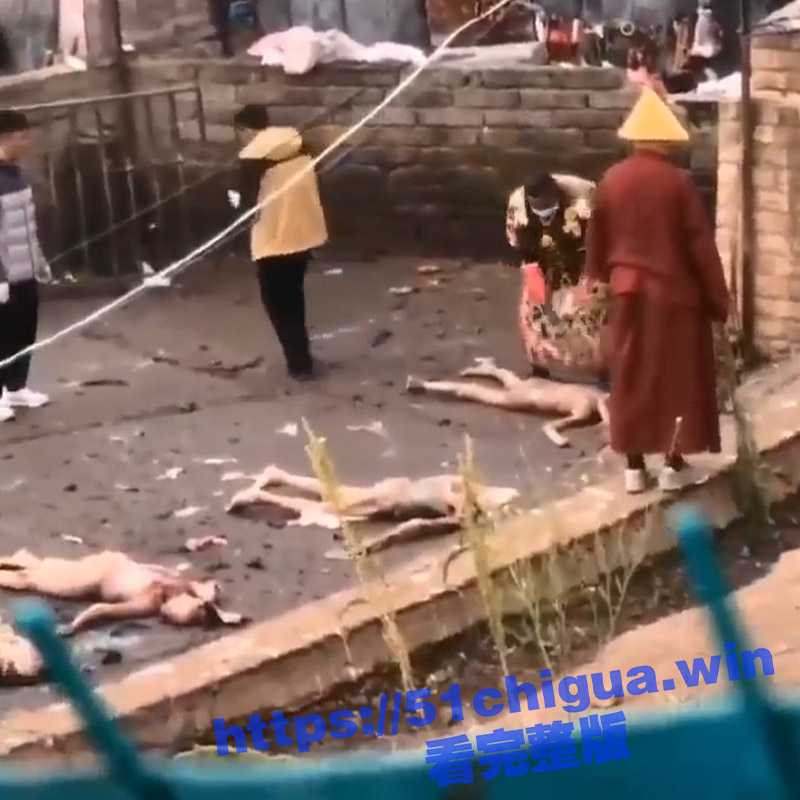 罕见 西藏天葬现场全过程！内容可能引起不适 胆小勿入-51吃瓜网